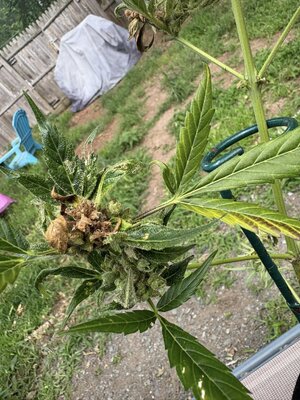 plant 1.jpg