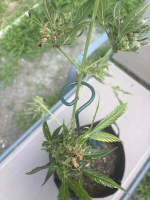 plant 2.jpg