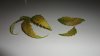 DSC02224 - Copy.jpg