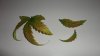 DSC02225 - Copy.jpg