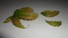 DSC02226 - Copy.jpg