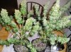 Harvest NL#1 and SR# 13 Weeks 002.jpg