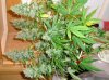 Closet Grow Week #12 NL-SR 004.jpg