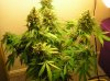 Closet Grow Week #12 NL-SR 009.jpg