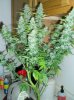Closet Grow Week #12 NL-SR 006.jpg
