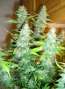 Closet Grow Week #12 NL-SR 008.jpg Closet Grow Week #12 NL-SR 008.jpg