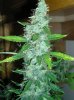 Closet Grow Week #12 NL-SR 005.jpg