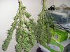 Harvest NL#1 and SR# 13 Weeks 006.jpg