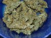 CreamMandarineAutoGrow 080.jpg