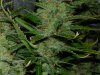 CreamMandarineAutoGrow 085.jpg
