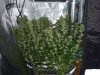 CreamMandarineAutoGrow 086.jpg