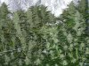 CreamMandarineAutoGrow 087.jpg
