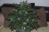 DSC_0022_NEF_shotwell.jpg