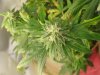 120 lil  bud.JPG