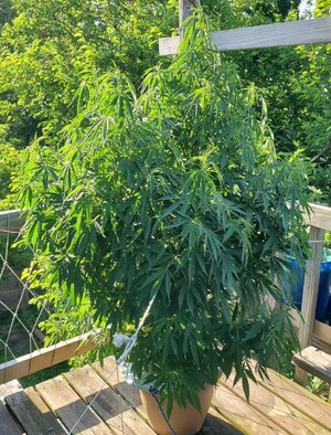 LemonZ_clone8_day52.jpg