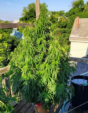 LemonZ_clone9_day52.jpg