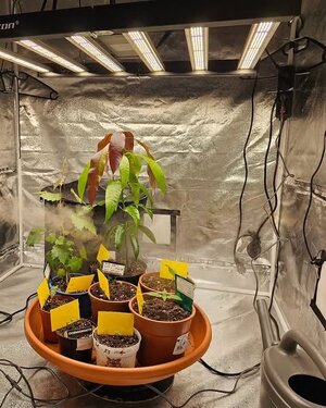 phlizon_full-spectrum_led_grow_light-(5).jpg