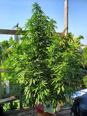 LemonZ_clone9_day58.jpg