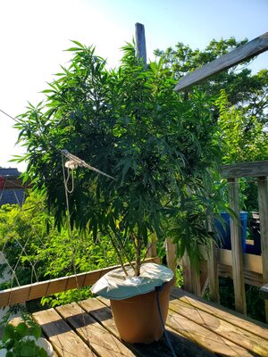LemonZ_clone8_day58.jpg