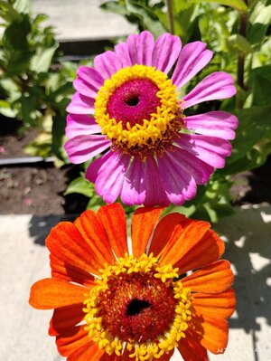 IMG_20250707_113807585.jpg