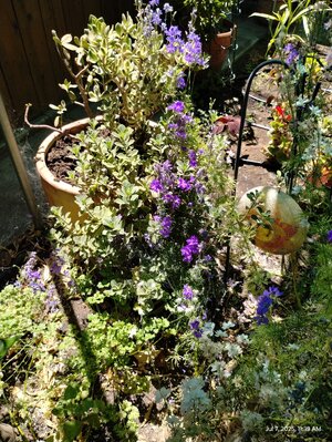 IMG_20250707_113918635.jpg