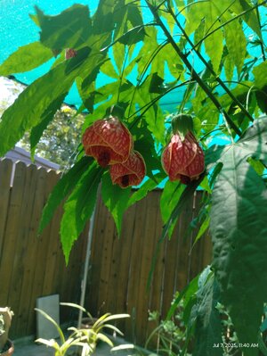 IMG_20250707_114025330.jpg
