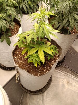 IMG_20250713_100848.jpg