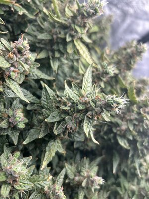 IMG_3783.jpeg
