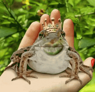 frog-prince-kiss-ho0k9izhkjic4kc0.gif