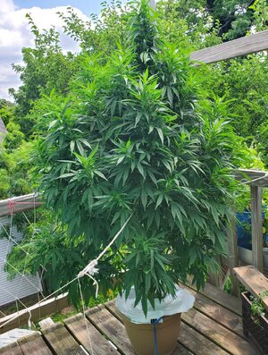 LemonZ_clone8_day73.jpg LemonZ_clone8_day73.jpg