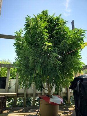 LemonZ_clone9_day80.jpg