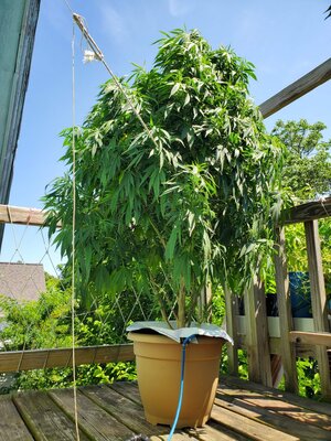 LemonZ_clone8_day80.jpg