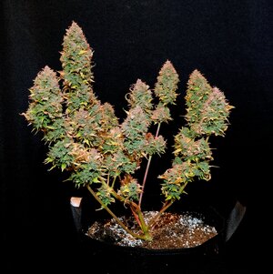 SKH (2).jpg