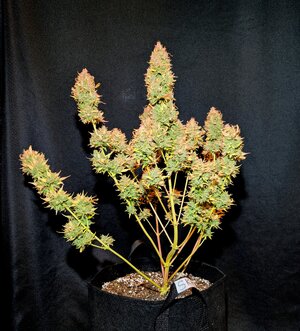 SKH (6).jpg