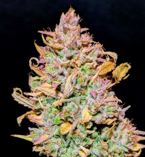 SKH (8).jpg