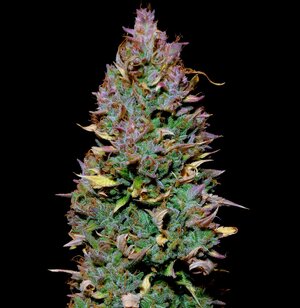 SKH (7).jpg