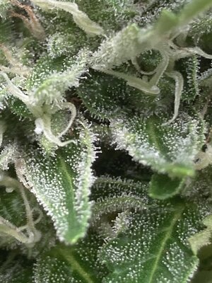 IMG_1583.jpeg IMG_1583.jpeg