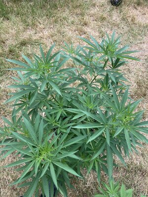 IMG_1497.jpeg