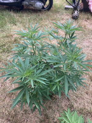 IMG_1496.jpeg