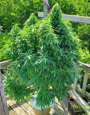 LemonZ_clone8_day93.jpg