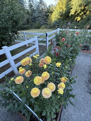 IMG_5105.jpeg