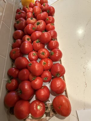 IMG_5319.jpeg