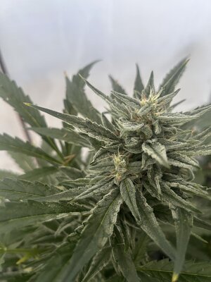 IMG_5104.jpeg