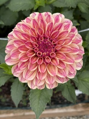 IMG_5392.jpeg