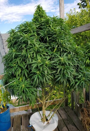 LemonZ_clone8_day116.jpg