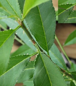 Guttation-hydathode-nectarine.jpg
