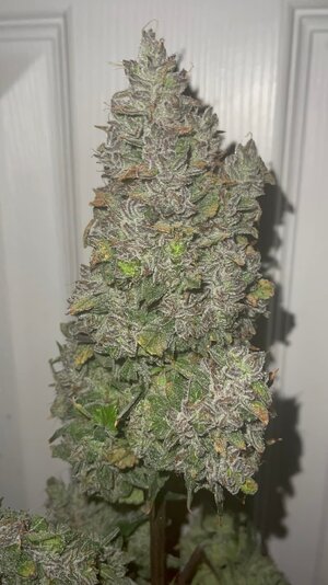 508384423_10162050678279685_3988468671333569391_n.jpg 508384423_10162050678279685_3988468671333569391_n.jpg