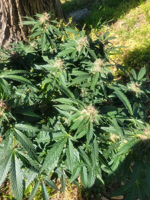 480922147_654841906994319_1992216571444264523_n.jpg 480922147_654841906994319_1992216571444264523_n.jpg