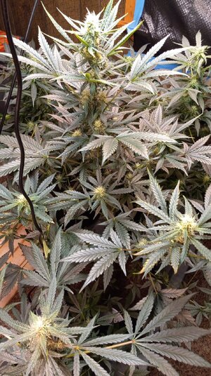 482033848_8970088633097709_7904026190802854738_n.jpg 482033848_8970088633097709_7904026190802854738_n.jpg