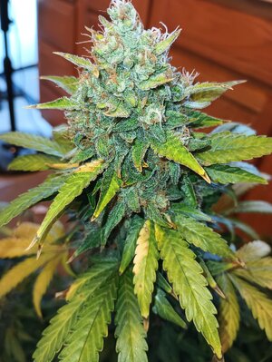 501310944_24717259417862571_4838899780378232377_n.jpg 501310944_24717259417862571_4838899780378232377_n.jpg